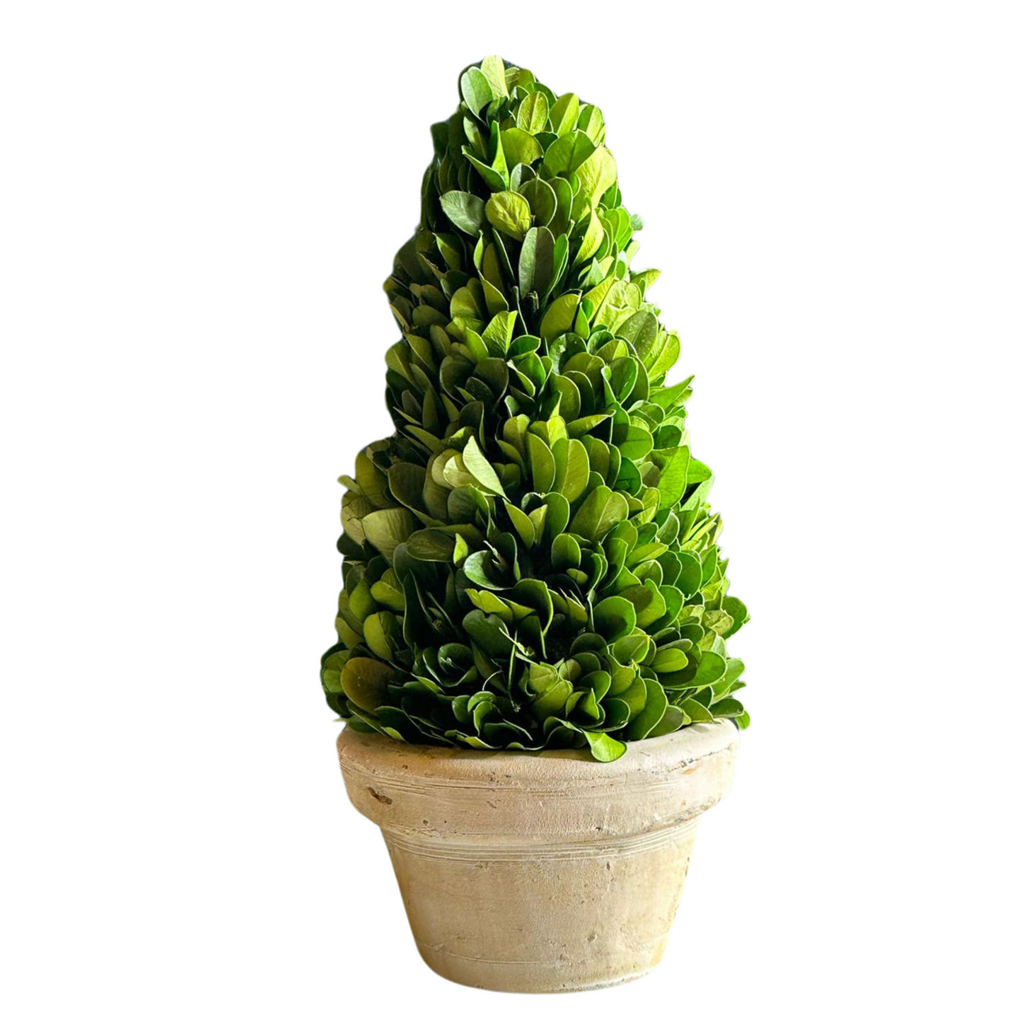 Preserved Boxwood Topiary