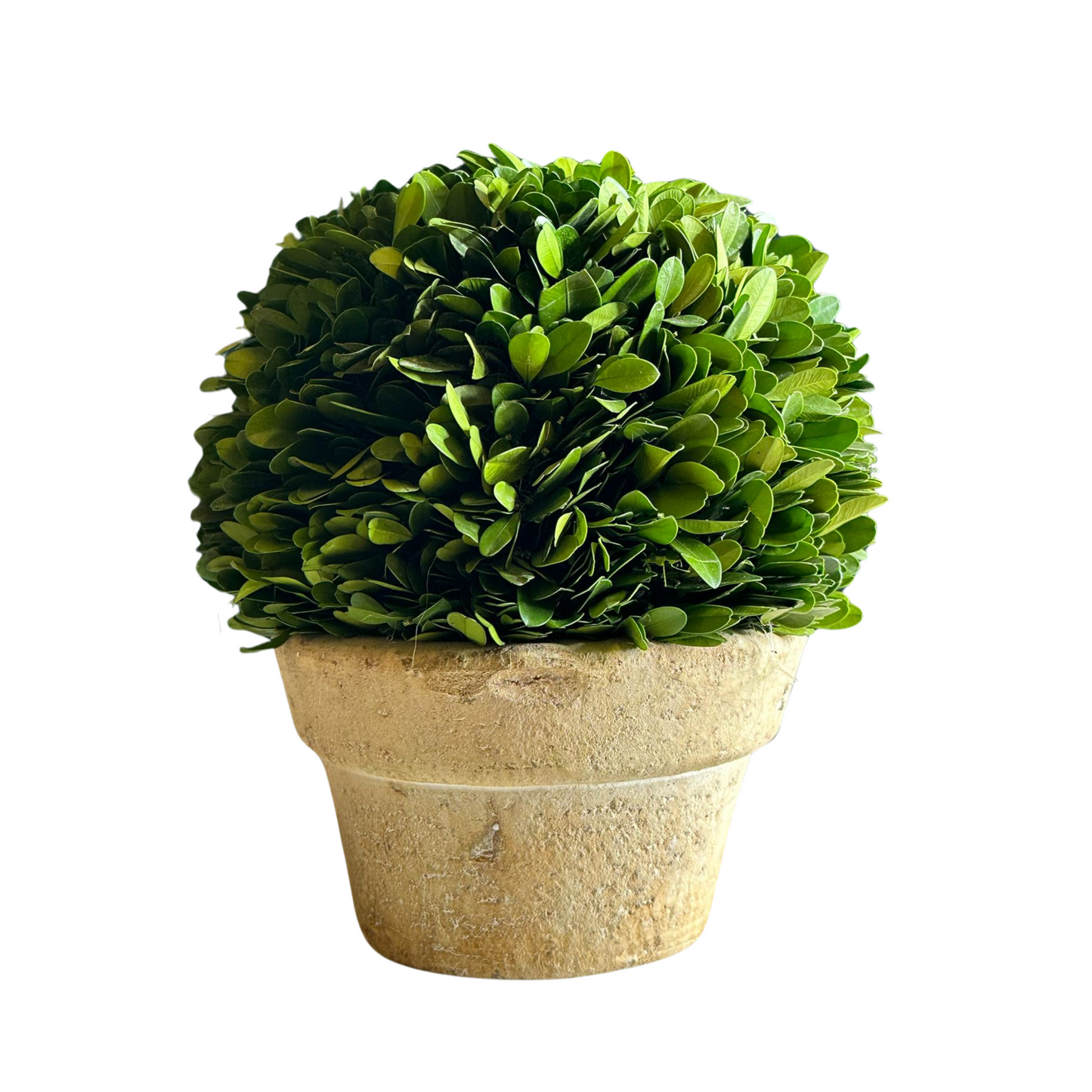 Preserved Boxwood Ball