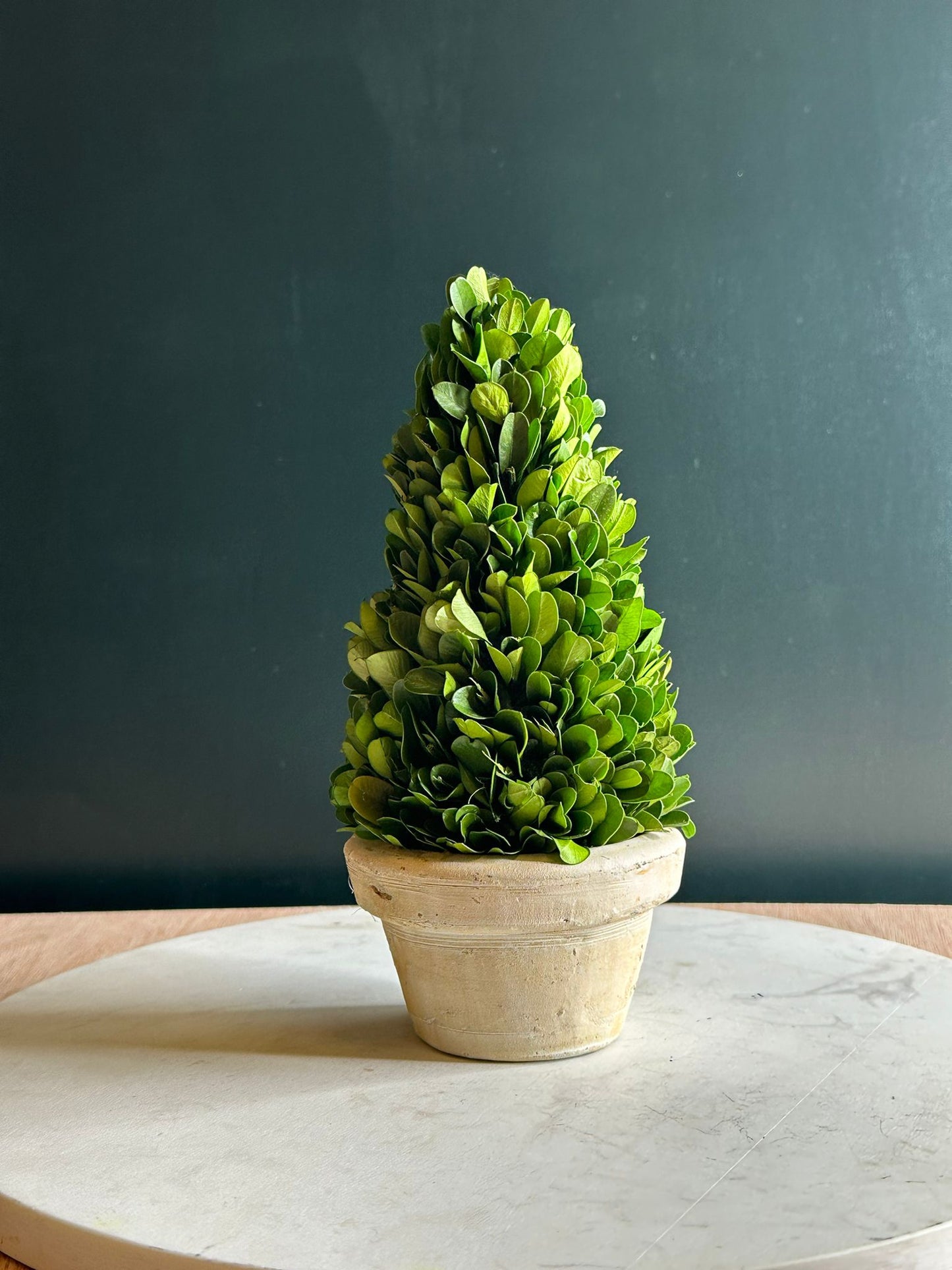 Preserved Boxwood Topiary