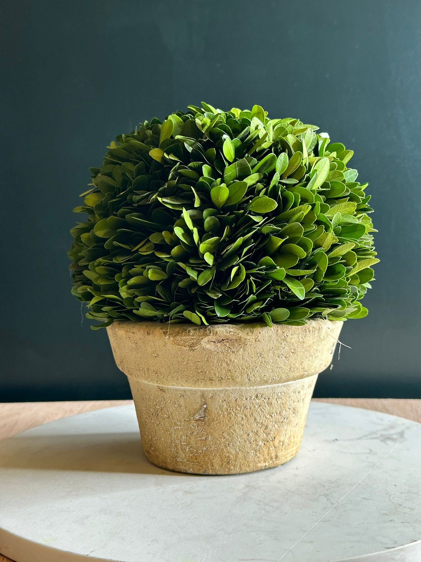 Preserved Boxwood Ball